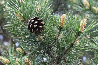 Çam kozalakları ve çam ağacından yeşil iğneler. 