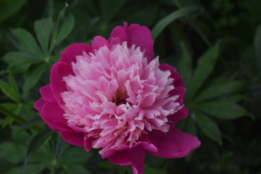 Bahçe heykelleri. Bahçe figürleri Çiçekler.