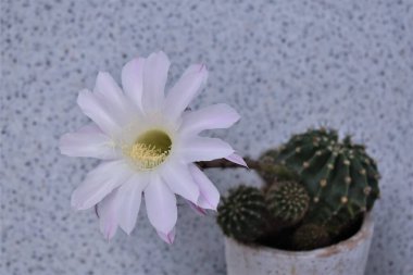 Tencerede güzel bir kaktüs çiçeği.