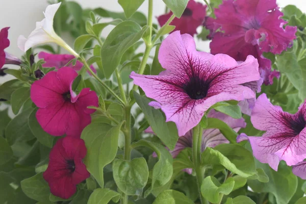 Güzel petunya çiçekleri kapanıyor. Petunya çiçekleri kapanıyor. 