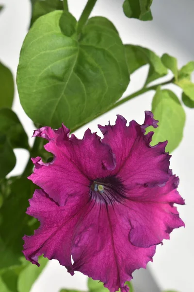 Piękne Kwiaty Petunia Zbliżyć — Zdjęcie stockowe