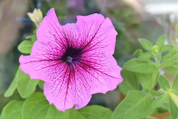 Hermosas Flores Petunia Cerca Flores Petunia Cerca —  Fotos de Stock