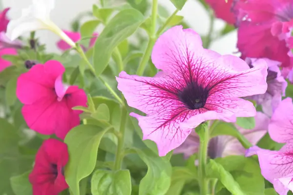 Güzel petunya çiçekleri yakın. 