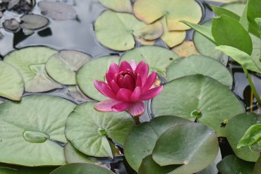 Göletteki nilüferler. Bahçe figürü.