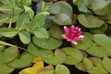 Göletteki nilüferler. Bahçe figürü.