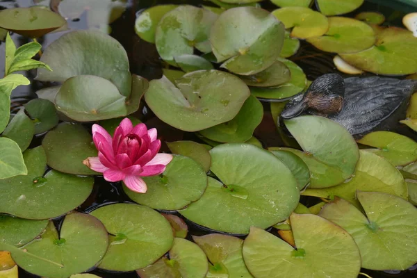 Su zambağı gölde ördek. Gölette nilüfer. Bahçe figürü.