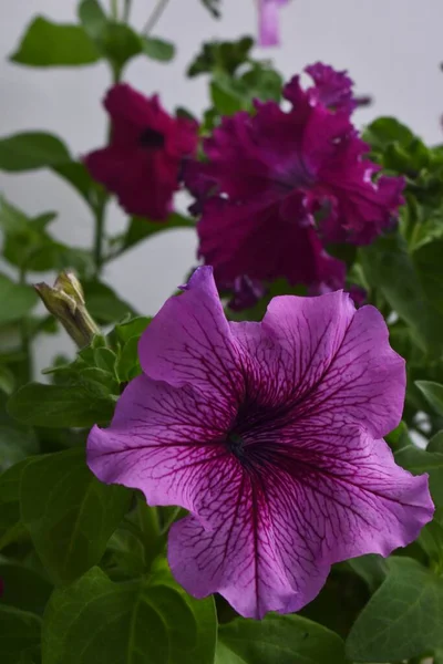 Hermosas Flores Petunia Cerca Flores Petunia Cerca —  Fotos de Stock