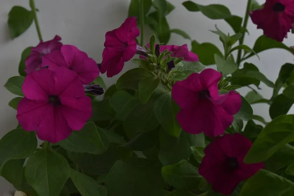 Güzel petunya çiçekleri kapanıyor. Petunya çiçekleri kapanıyor. 