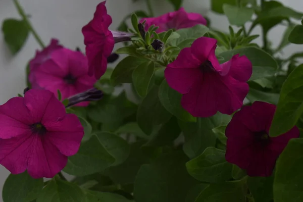 Hermosas Flores Petunia Cerca Flores Petunia Cerca —  Fotos de Stock