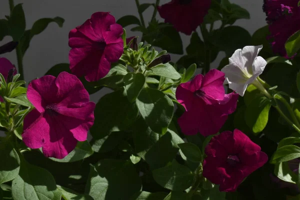 Schöne Petunienblüten Aus Nächster Nähe Petunienblüten Aus Nächster Nähe — Stockfoto