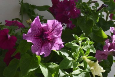  Petunya çiçekleri kapanıyor. 