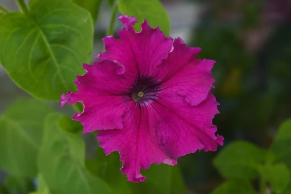 Flores Petunia Cerca —  Fotos de Stock