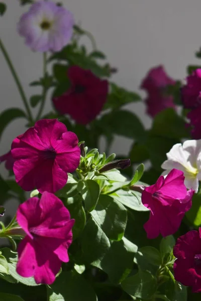 Güzel petunya çiçekleri kapanıyor. Petunya çiçekleri kapanıyor. 