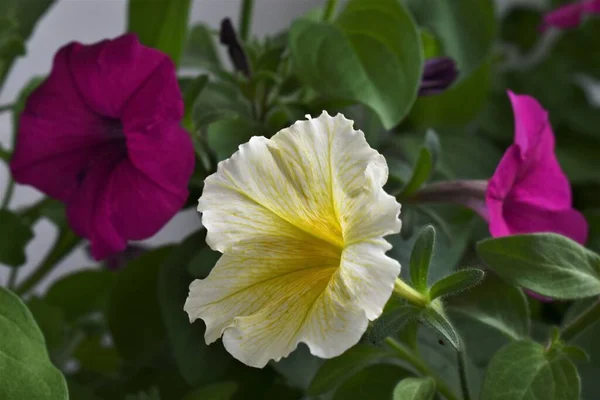 Petunya çiçekleri kapanıyor. 