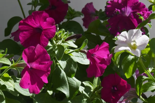 Güzel petunya çiçekleri kapanıyor. Petunya çiçekleri kapanıyor. 