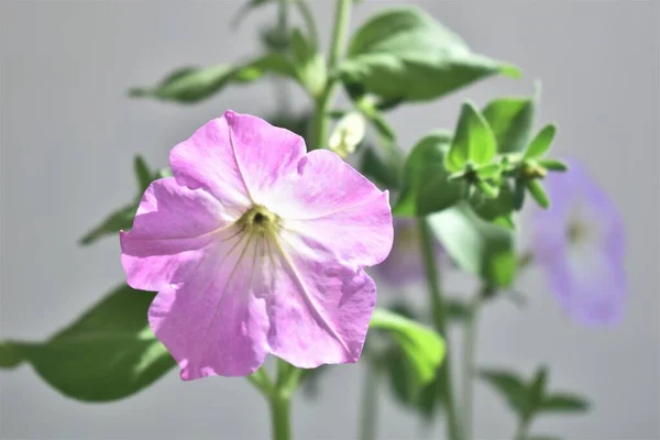 Hermosas Flores Petunia Cerca Flores Petunia Cerca —  Fotos de Stock