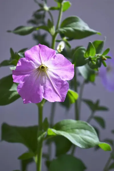 Piękne Kwiaty Petunii Bliska Petunia Kwiaty Zbliżyć — Zdjęcie stockowe