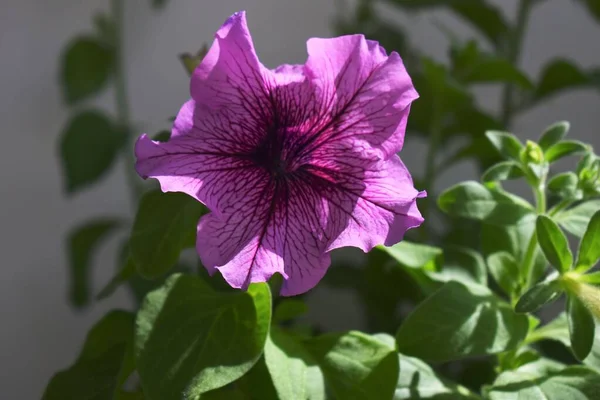 Bellissimi Fiori Petunia Vicino Petunia Fiori Vicino — Foto Stock