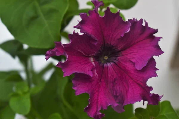 Güzel petunya çiçekleri kapanıyor. Petunya çiçekleri kapanıyor. 