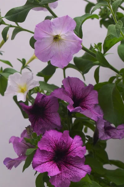 Hermosas Flores Petunia Cerca Flores Petunia Cerca — Foto de Stock