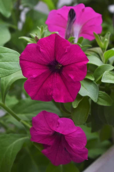 Hermosas Flores Petunia Cerca Flores Petunia Cerca —  Fotos de Stock