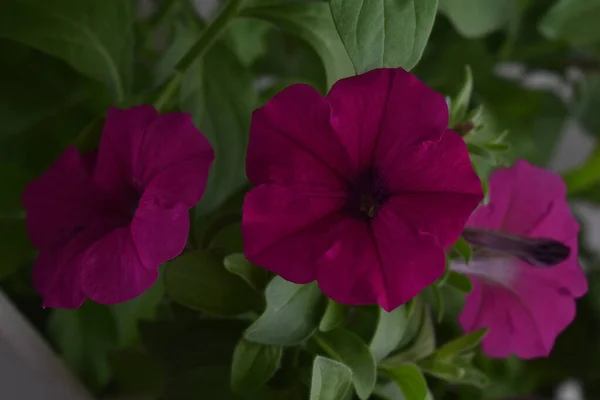 Hermosas Flores Petunia Cerca Flores Petunia Cerca —  Fotos de Stock