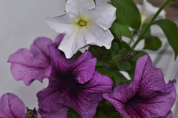 Hermosas Flores Petunia Cerca Flores Petunia Cerca —  Fotos de Stock