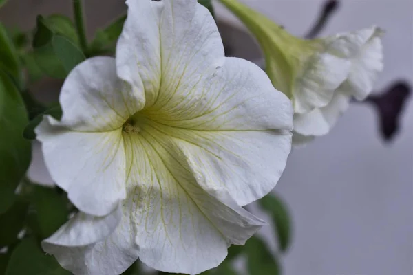 Hermosas Flores Petunia Cerca Flores Petunia Cerca —  Fotos de Stock