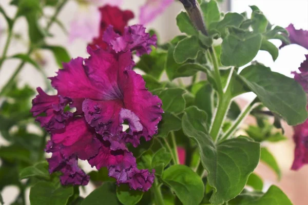 Güzel petunya çiçekleri kapanıyor. Petunya çiçekleri kapanıyor. 