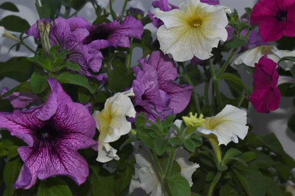 Piękne Kwiaty Petunii Bliska Petunia Kwiaty Zbliżyć — Zdjęcie stockowe