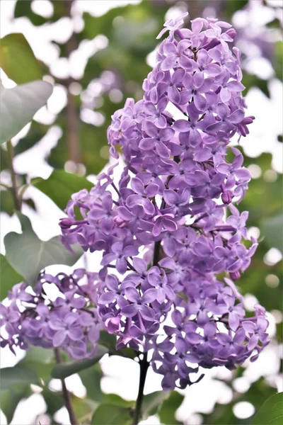 Leylak çiçekleri. Leylak çiçek açar..