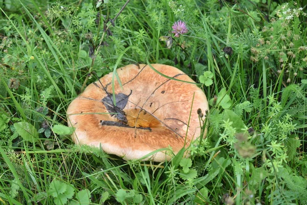 Beautiful Mushroom Green Grass — Stock Photo, Image