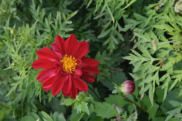 Beautiful Dahlia Flowers Close Dahlia — Stock Photo, Image