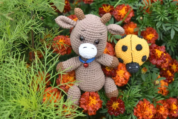 Güzel çiçekli kadife çiçekleri kapanıyor. 