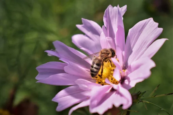 Cosmeya çiçeği. Güzel çiçek..