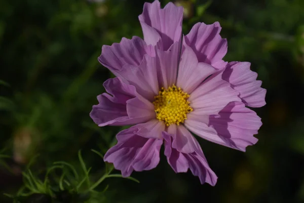 Cosmeya çiçeği. Güzel çiçek..