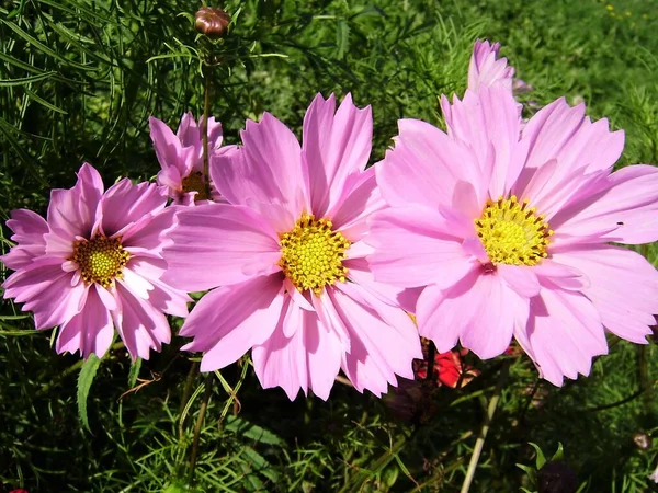 Kosmeya Beautiful Flowers Cosmos — Stock Photo, Image