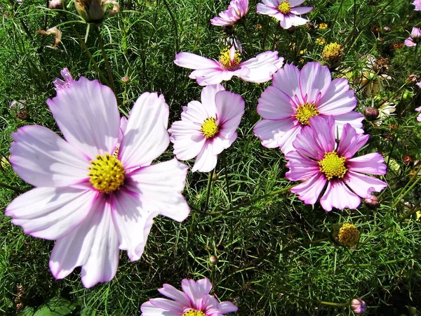 Kosmeya Beautiful Flowers Cosmos — Stock Photo, Image