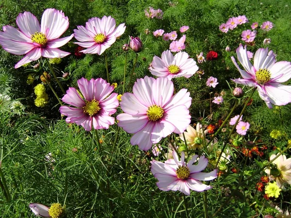 Kosmeya Beautiful Flowers Cosmos — Stock Photo, Image
