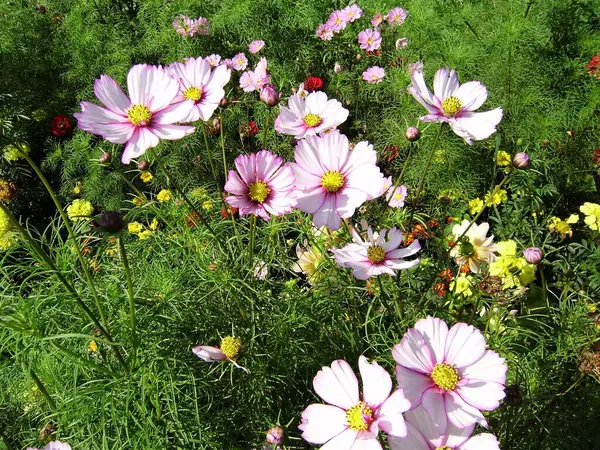 Kosmeya Beautiful Flowers Cosmos — Stock Photo, Image