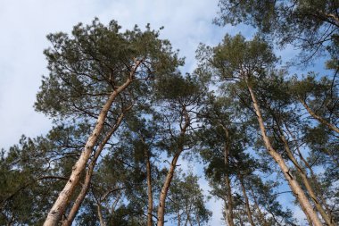 Kışın ormandaki çam