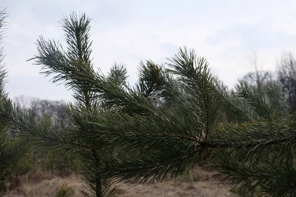 Kuplen Kirken Klokketårnet Vinter Begyndelsen Foråret - Stock-foto