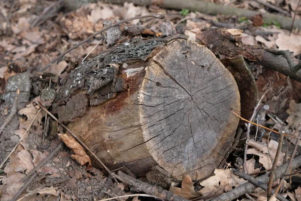 Il ceppo di un albero nella foresta in inverno — Foto Stock