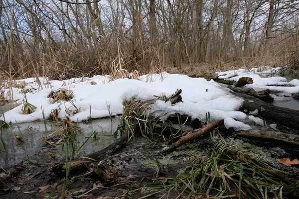 kar kış ayının son günü su ağaçlar