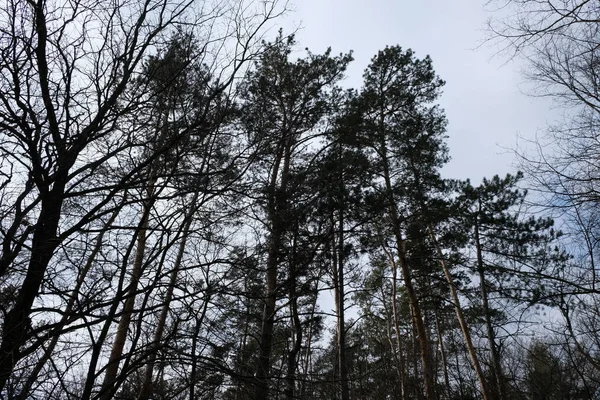 Pinheiros na floresta no inverno — Fotografia de Stock
