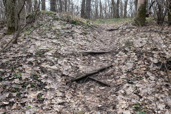 Ormanda yere düşen yapraklar.