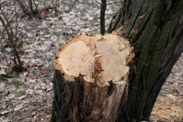 O toco de uma árvore na floresta no inverno — Fotografia de Stock