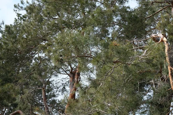 Kışın ormanda genç çam