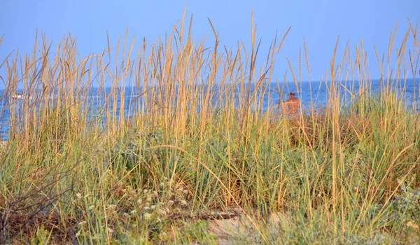 Seashore in front of you can see reed grass in the distance of a human face can not see the beach summer sunny day