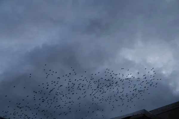 skovrcy vechrom Kuşlar geceleri kuş evleri yuvada etmezsin.